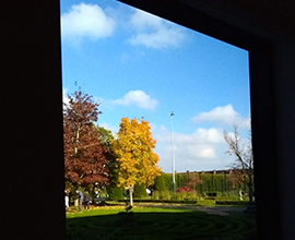 a red and a yellow tree seen through a window